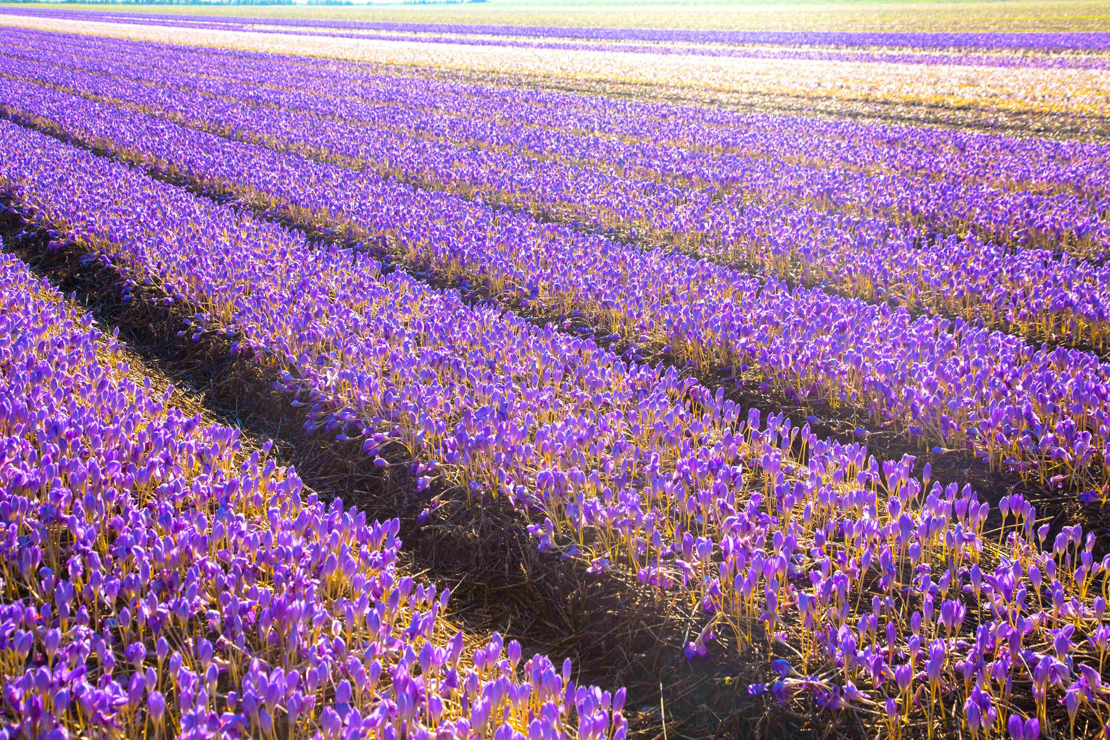 Picture of saffron fields