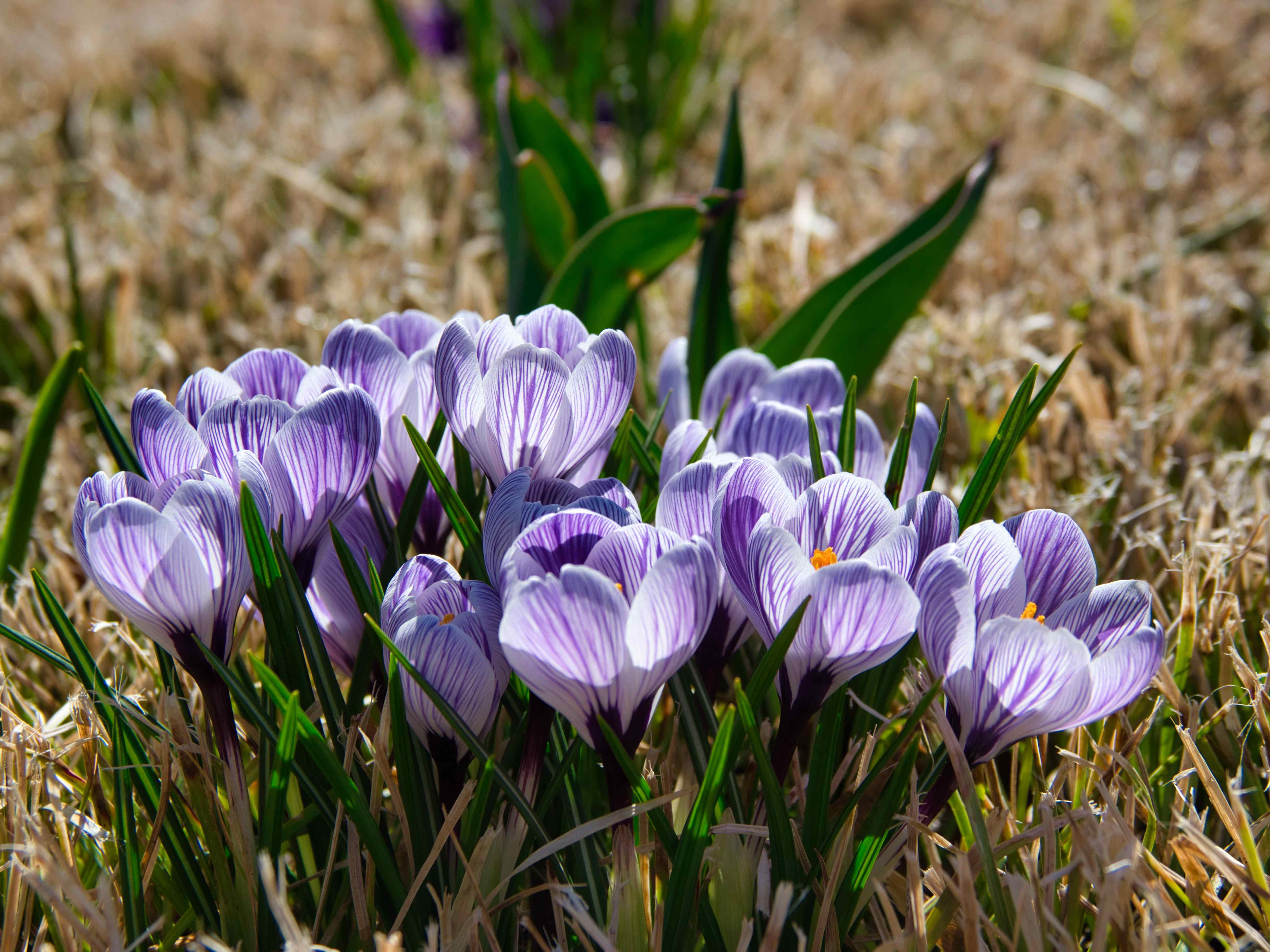 Picture of saffron flowers