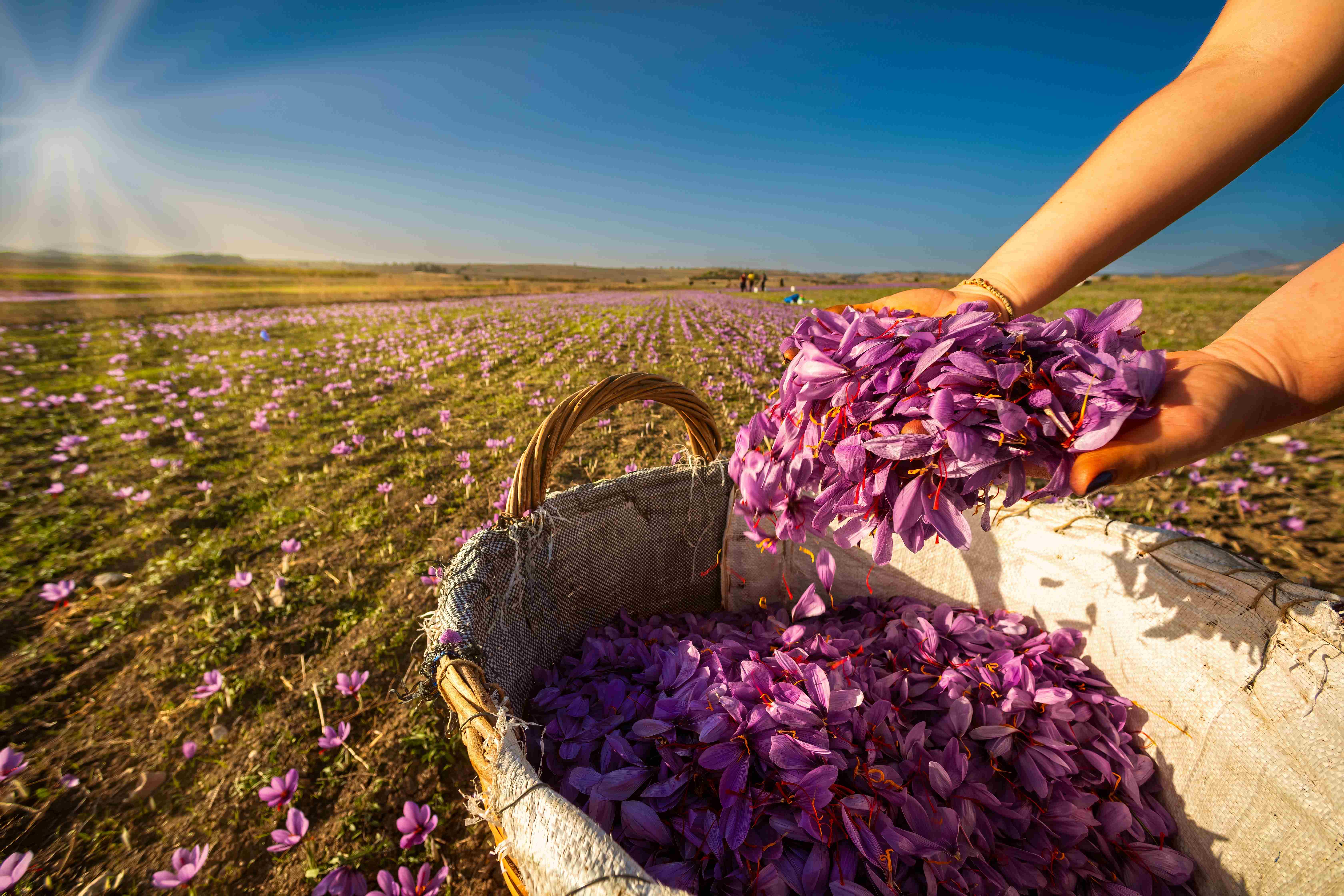 Picture of saffron harvesting by handpicking the ready flowers